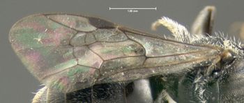 Media type: image;   Entomology 610493 Aspect: front wing